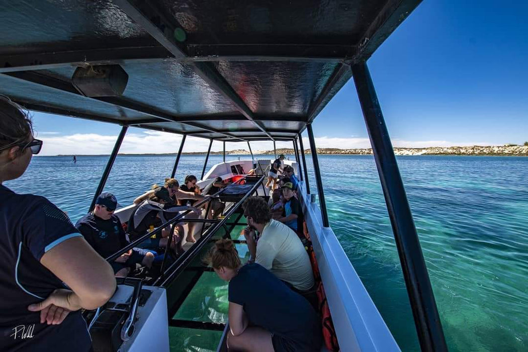 1 Hour Coral Viewing Cruise - We Wander