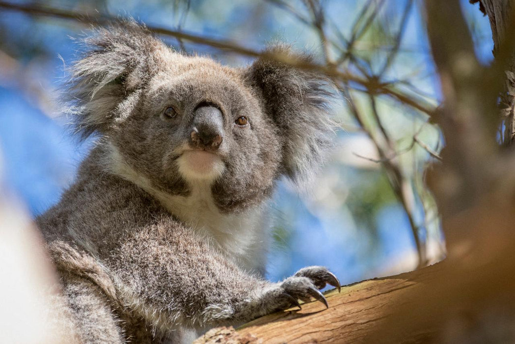 Autopia Tours: Melbourne To Adelaide 2 Day 