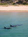 1.5 Hour Wildlife Adventure Cruise - We Wander
