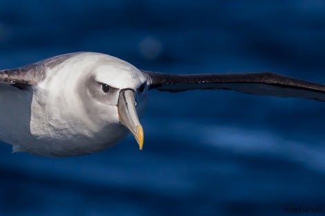 1.5 Hour Wildlife Adventure Cruise - We Wander