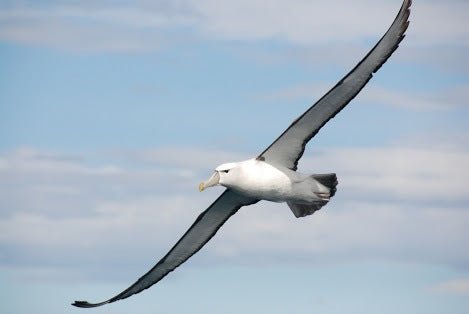 1.5 Hour Wildlife Adventure Cruise - We Wander