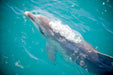 1.5 Hour Wildlife Adventure Cruise - We Wander