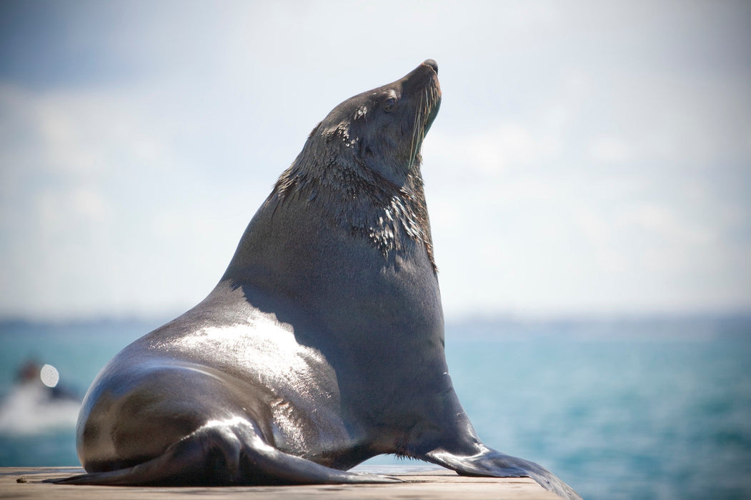 1.5 Hour Wildlife Adventure Cruise - We Wander