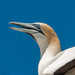 1.5Hr Dolphin And Seal Watching Eco Boat Tour Mornington Peninsula - We Wander