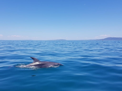 1.5Hr Dolphin And Seal Watching Eco Boat Tour Mornington Peninsula - We Wander