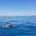 1.5Hr Dolphin And Seal Watching Eco Boat Tour Mornington Peninsula - We Wander