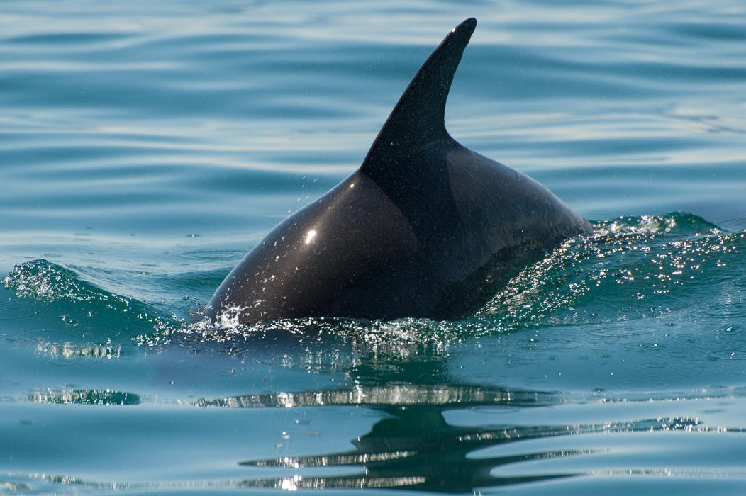 1.5Hr Dolphin And Seal Watching Eco Boat Tour Mornington Peninsula - We Wander