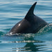 1.5Hr Dolphin And Seal Watching Eco Boat Tour Mornington Peninsula - We Wander