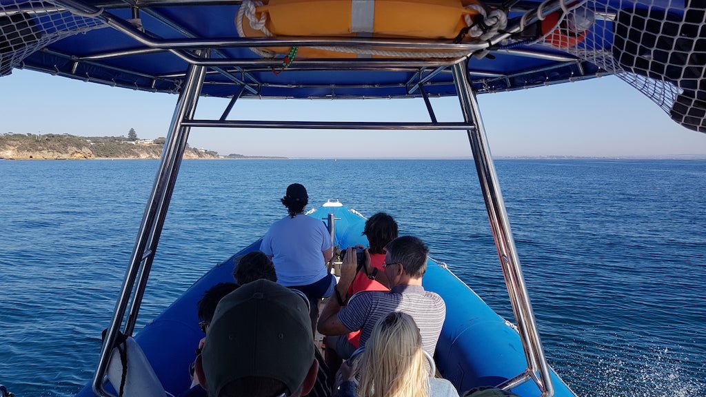 1.5Hr Dolphin And Seal Watching Eco Boat Tour Mornington Peninsula - We Wander