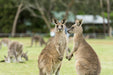 Autopia Tours: Great Ocean Road To Grampians 2 Day 