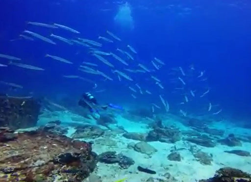 2 Dive Trip - Wreck Of The Aarhus And Smith's Rock - We Wander