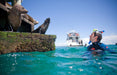 3 Hour Dolphin And Seal Swim - We Wander