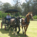 45 - Minute Vineyard Horse - Drawn Carriage Ride - We Wander