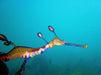 Snorkel With Sea Dragons