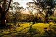 Shore Excursion - Hobart Highlights Day Tour