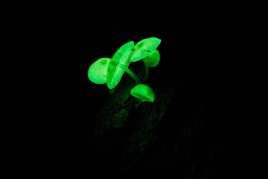Daintree Rainforest Night Walk Tour