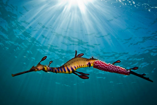 Snorkel With Sea Dragons