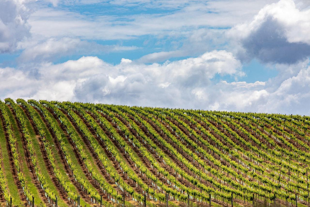 Autopia Tours: Hunter Valley Scenic Wine Tour With Lunch