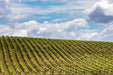 Autopia Tours: Hunter Valley Scenic Wine Tour With Lunch