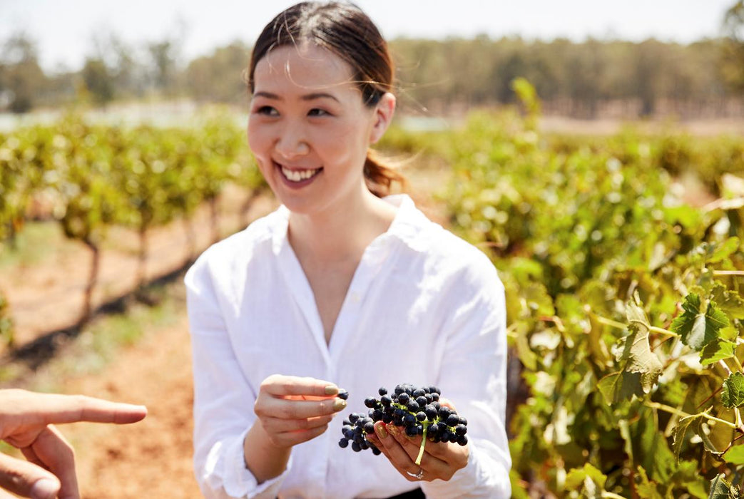 Autopia Tours: Hunter Valley Scenic Wine Tour With Lunch