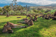 Hobart Highlights Day Tour