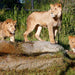 Deluxe Safari Adventure & General Entry For Two