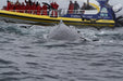 Bruny Island Cruises 3 Hour Cruise With Kettering Bus Pickup