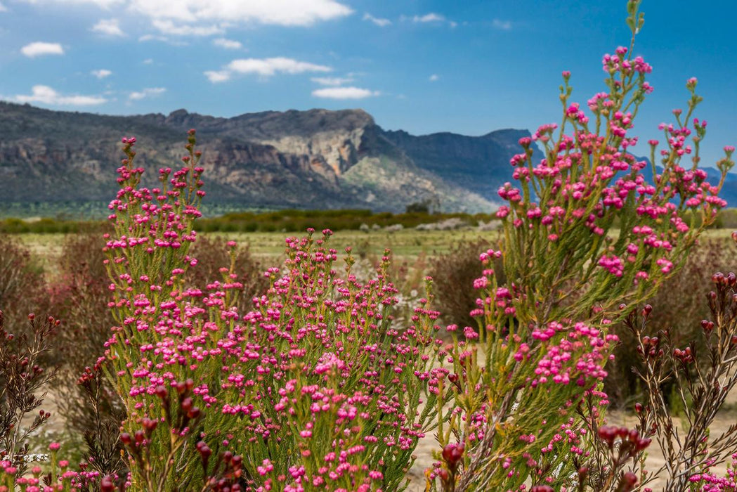 Autopia Tours: Great Ocean Road To Grampians 3 Day 