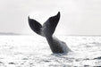 Augusta Whale Watching - We Wander