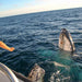 Augusta Whale Watching Eco Tours - We Wander