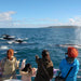 Augusta Whale Watching Eco Tours - We Wander