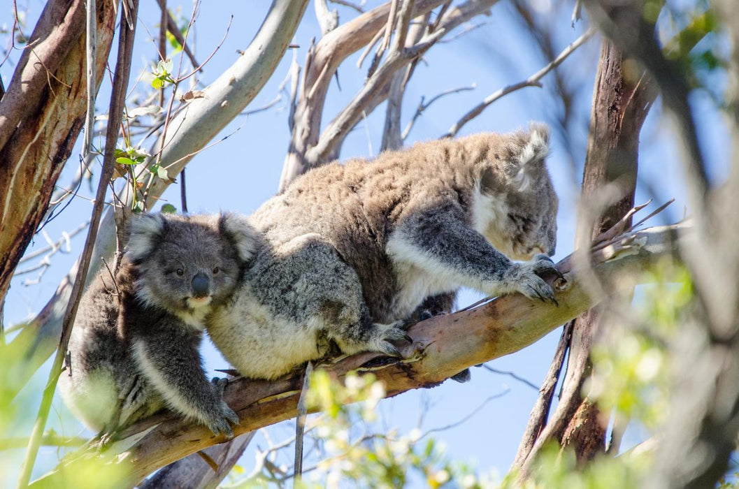 Autopia Tours: Great Ocean Road To Grampians 3 Day - We Wander