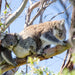 Autopia Tours: Great Ocean Road To Grampians 3 Day - We Wander