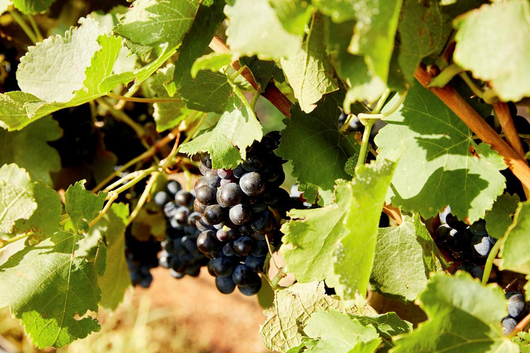 Autopia Tours: Hunter Valley Scenic Wine Tour With Lunch - We Wander