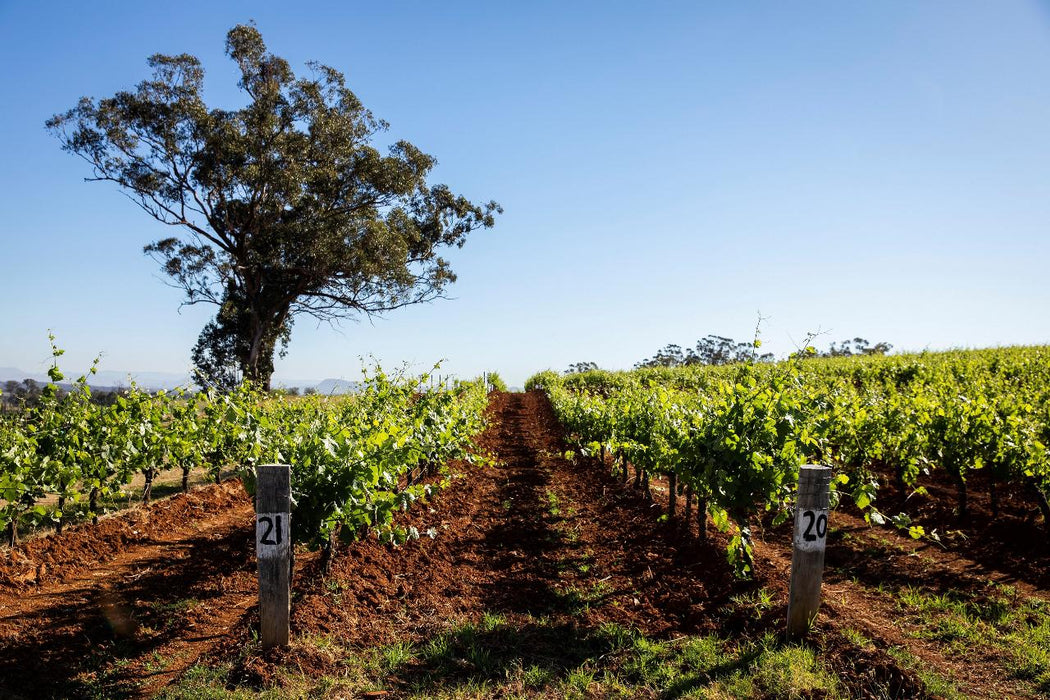 Autopia Tours: Hunter Valley Scenic Wine Tour With Lunch - We Wander