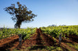 Autopia Tours: Hunter Valley Scenic Wine Tour With Lunch - We Wander