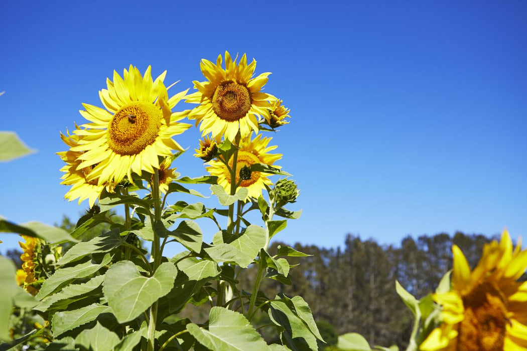 Autopia Tours: Hunter Valley Scenic Wine Tour With Lunch - We Wander