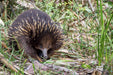 Autopia Tours: Great Ocean Road To Grampians 2 Day 