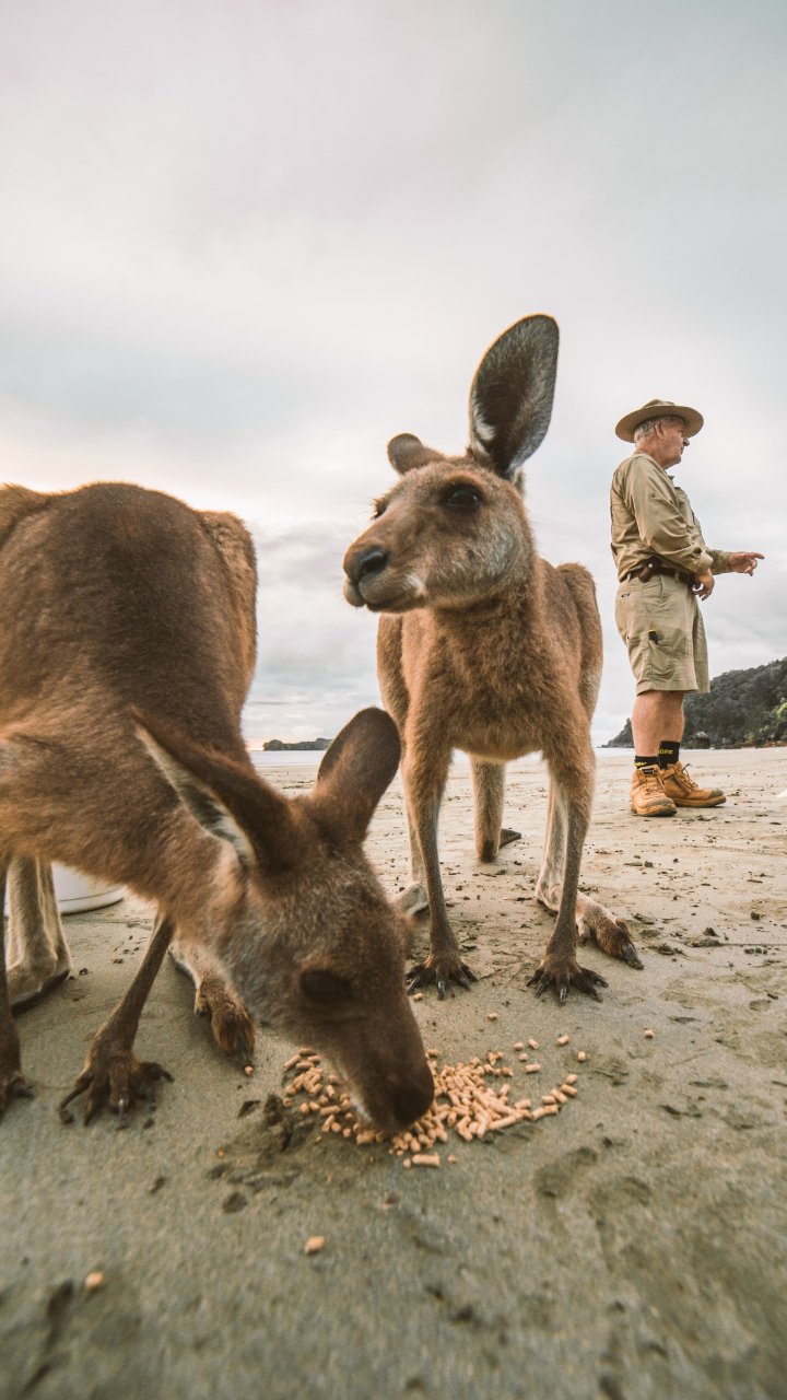 Beach Sunrise With The Wallabies - We Wander