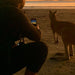 Beach Sunrise With The Wallabies - We Wander