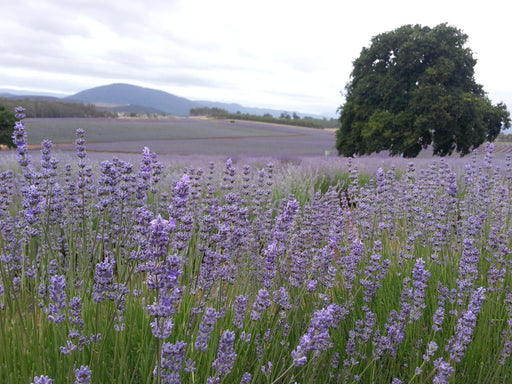 Bridestowe Lavender Farm Shuttle - We Wander