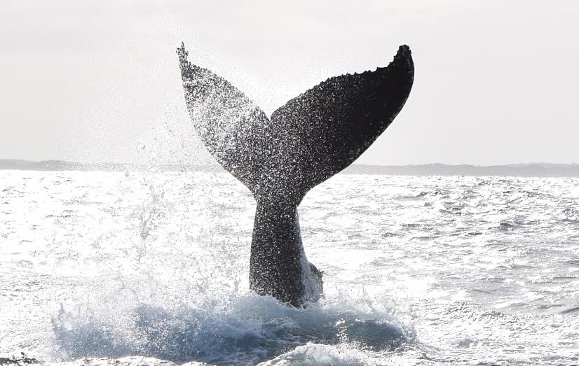 Busselton Whale Watching - We Wander