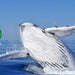 Busselton Whale Watching - We Wander