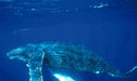 Coastal Express 2Hr Mooloolaba Whale Watching Experience - We Wander