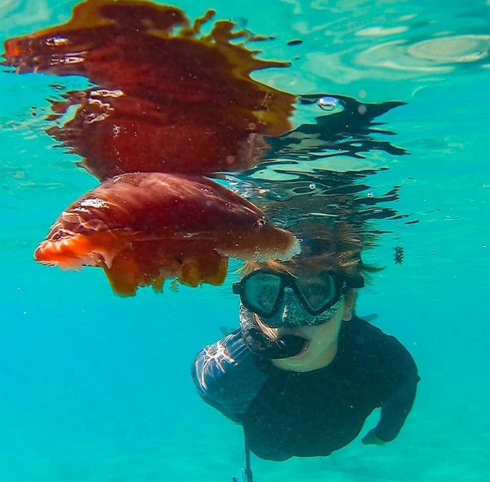 Coral Viewing & Snorkel Tour, Exmouth 2Hrs - We Wander