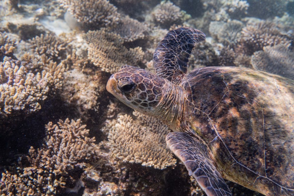 Coral Viewing Tour, Exmouth 1Hr - We Wander