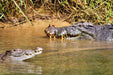Crocodile Express Daintree Rainforest & Wildlife Cruise From Daintree Ferry Gateway - We Wander