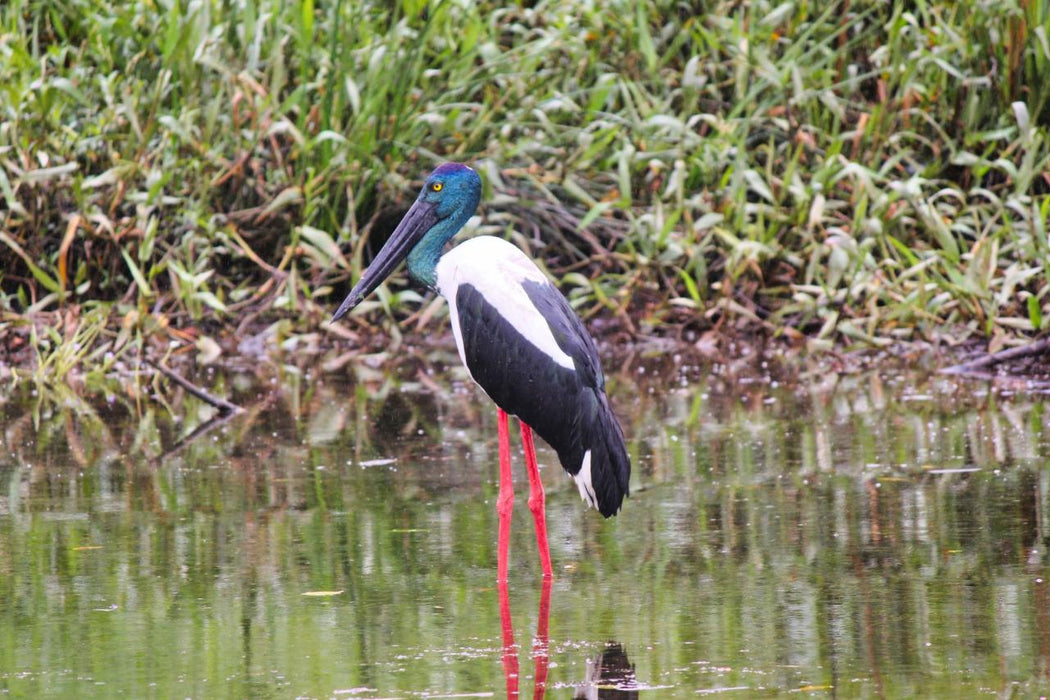 Crocodile Express Daintree Rainforest & Wildlife Cruise From Daintree Village - We Wander