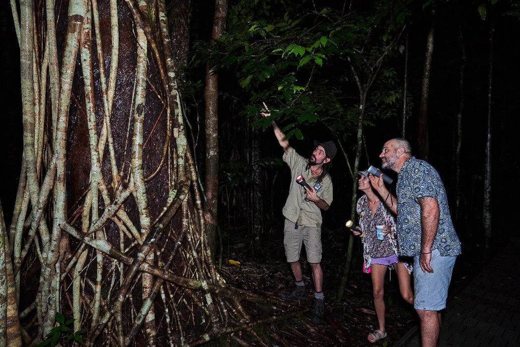 Daintree Rainforest Night Walk Tour - We Wander