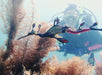 Discover Scuba Dive - We Wander